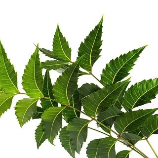 Neem leaf