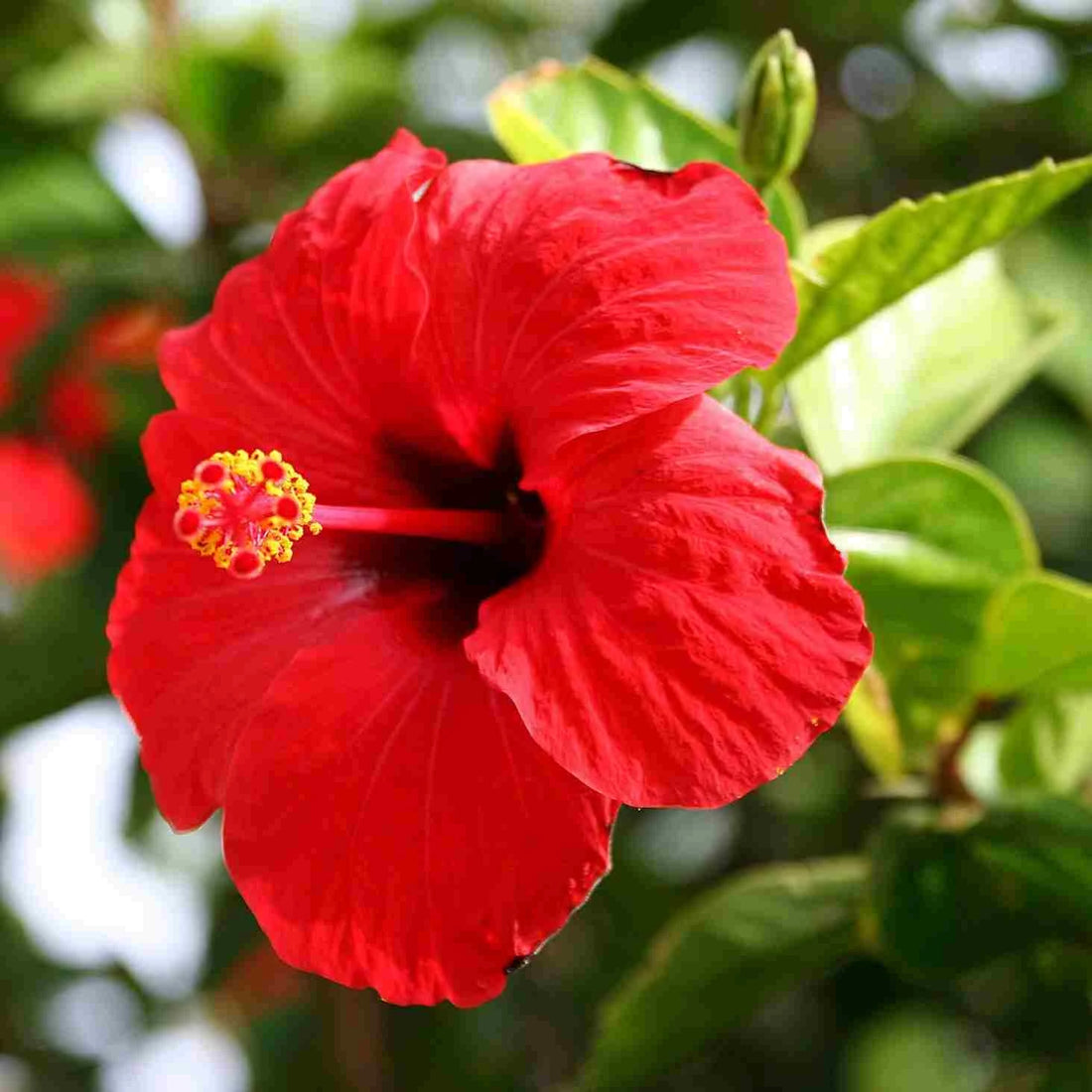 Hibiscus Flowers