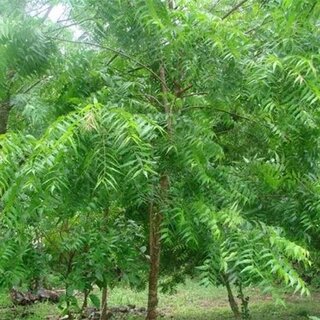 Neem Wood