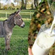 Donkey Milk