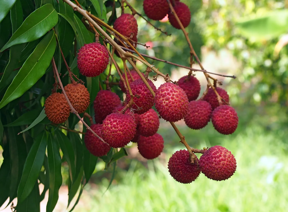 Litchi Fruit