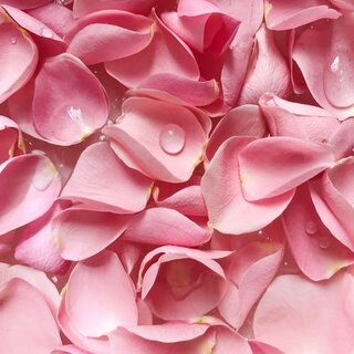 Rose Petals