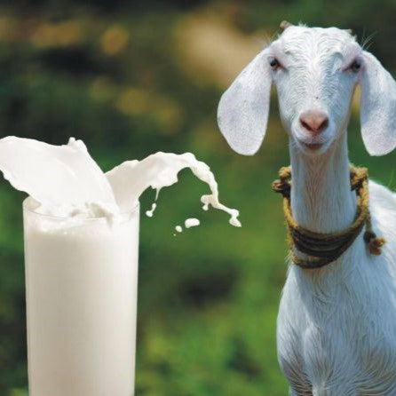 Farm Fresh Goat Milk