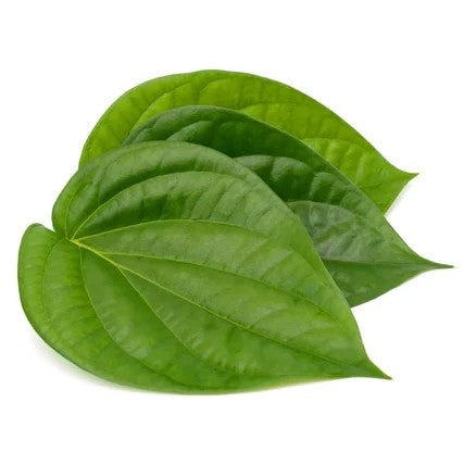 Piper Betel Extract