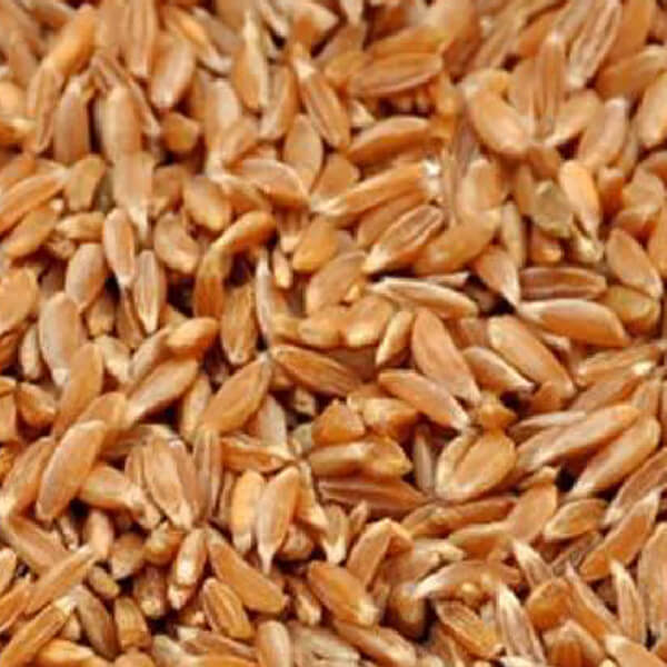 Samba Wheat