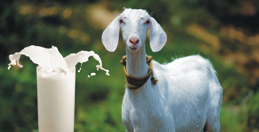 Farm Fresh Goat Milk