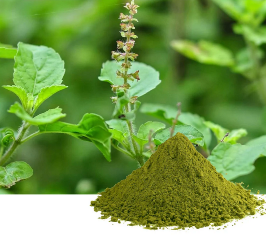Tulsi Extract
