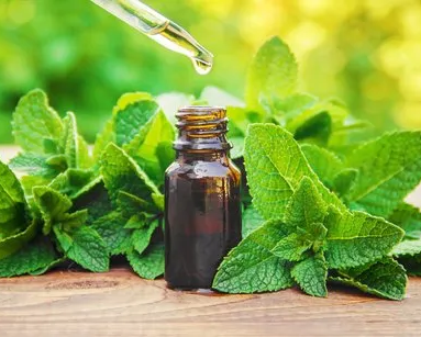 Peppermint Oil