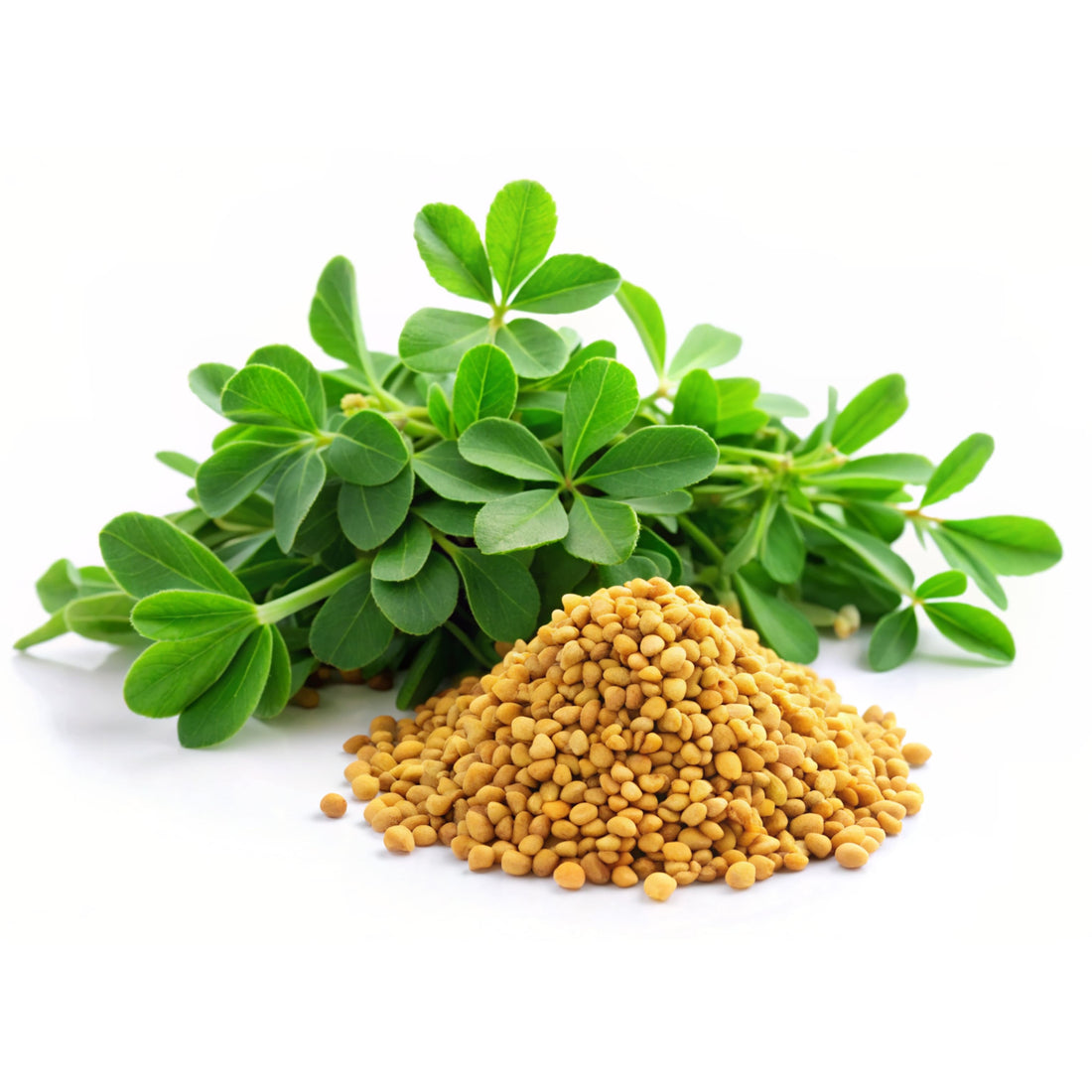 Fenugreek