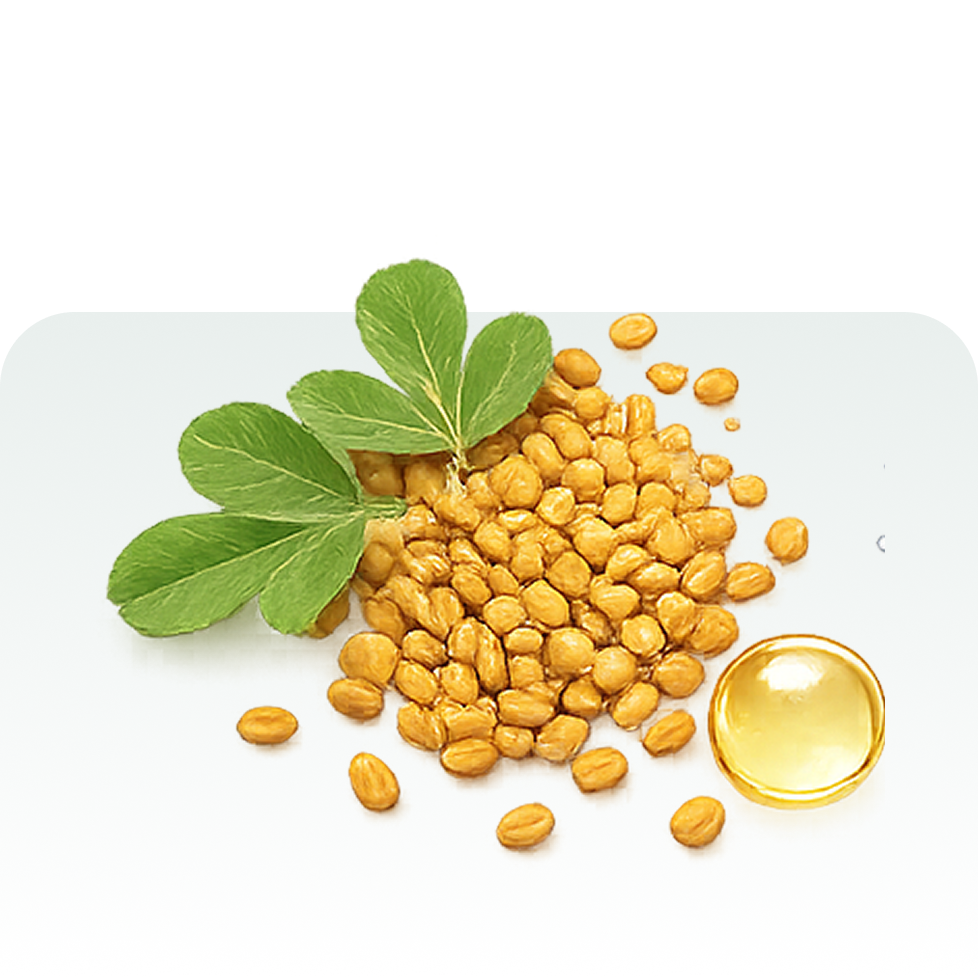 Fenugreek