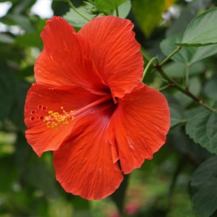 Hibiscus