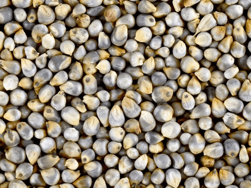 Whole grain bajra flakes