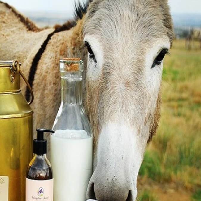 Donkey Milk