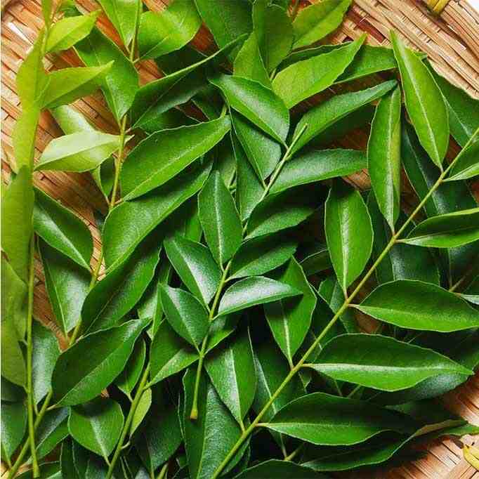 Neem leaf