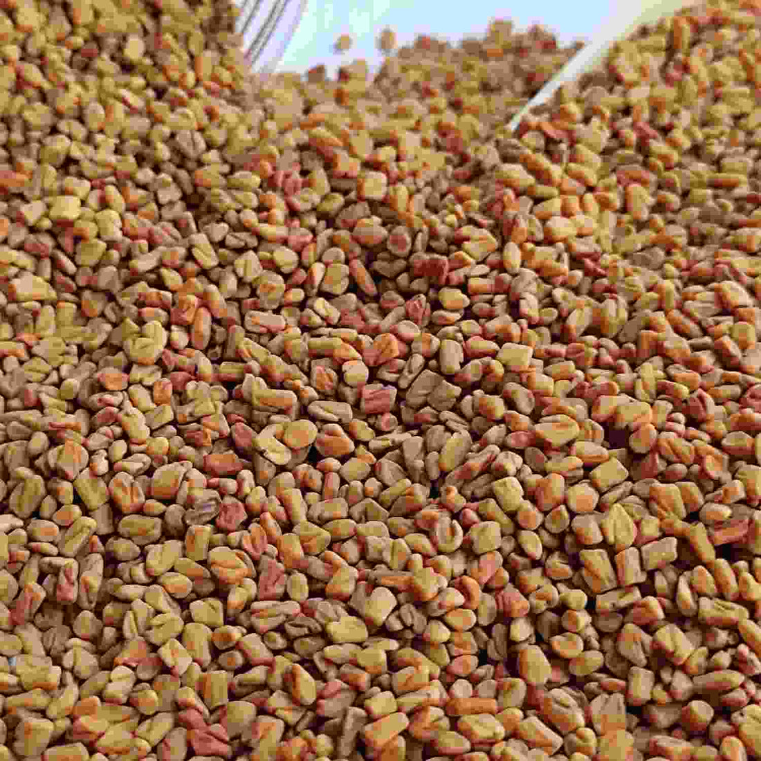 Fenugreek Seed