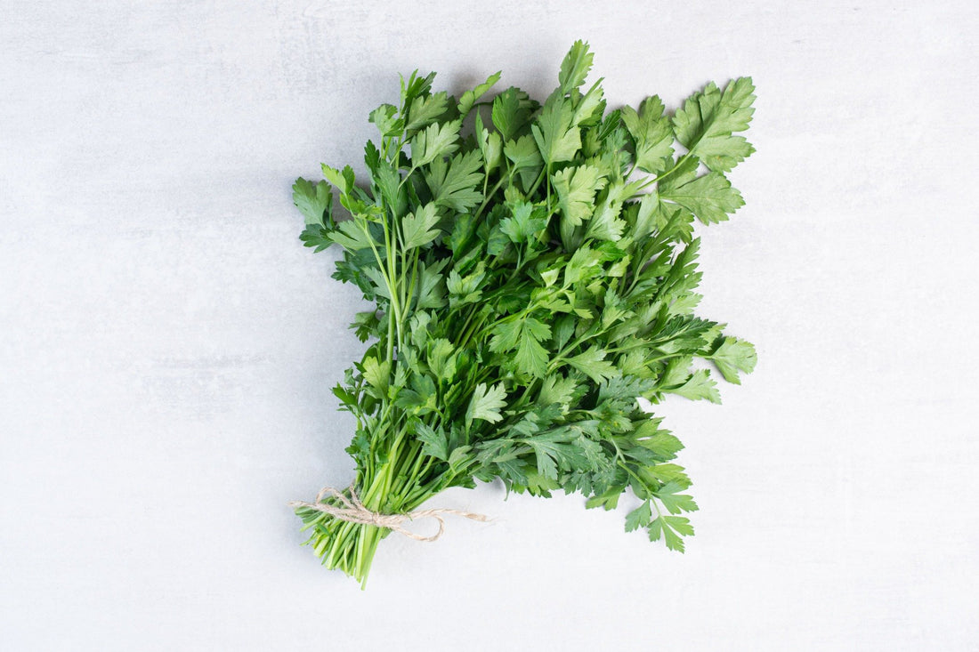 Coriander